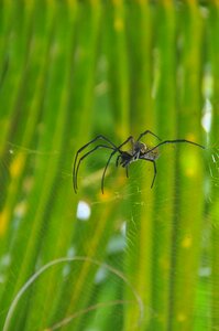 Leaf grass flora