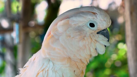 Wildlife nature wing