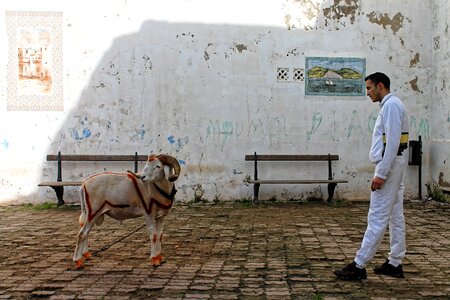 Horns alger kasbah photo