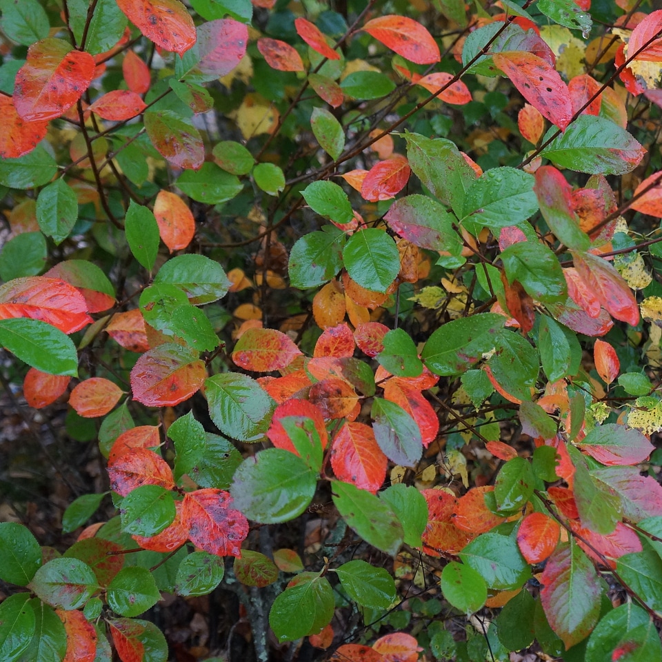 Colorful leaf red green