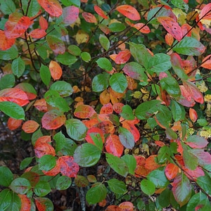 Colorful leaf red green