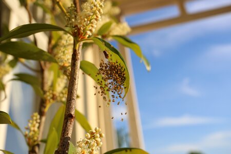 Plant spin cobweb