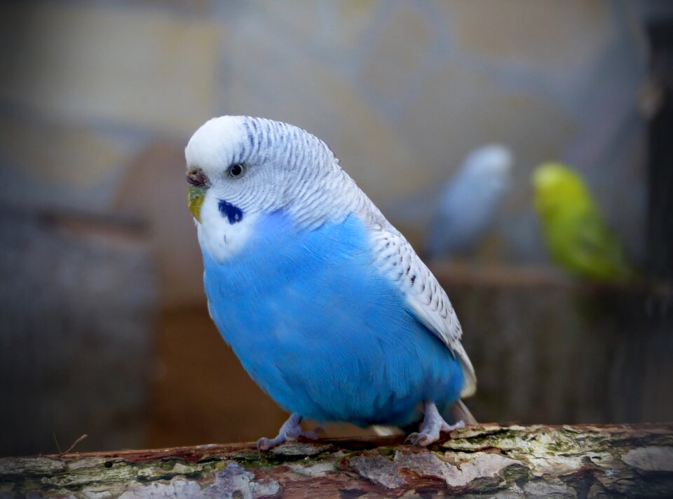 Nature feather budgie