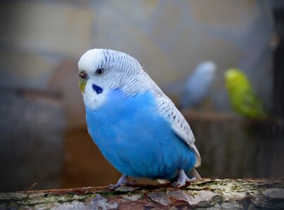 Nature feather budgie
