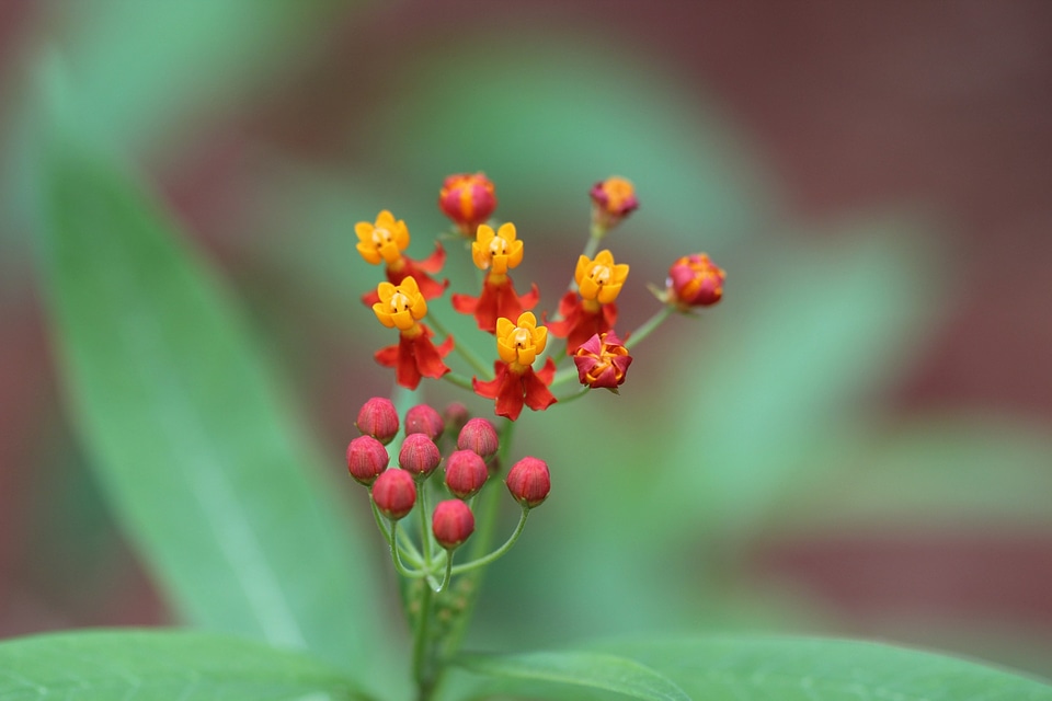 Flower kerala india