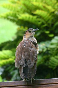 Animal feather night heron