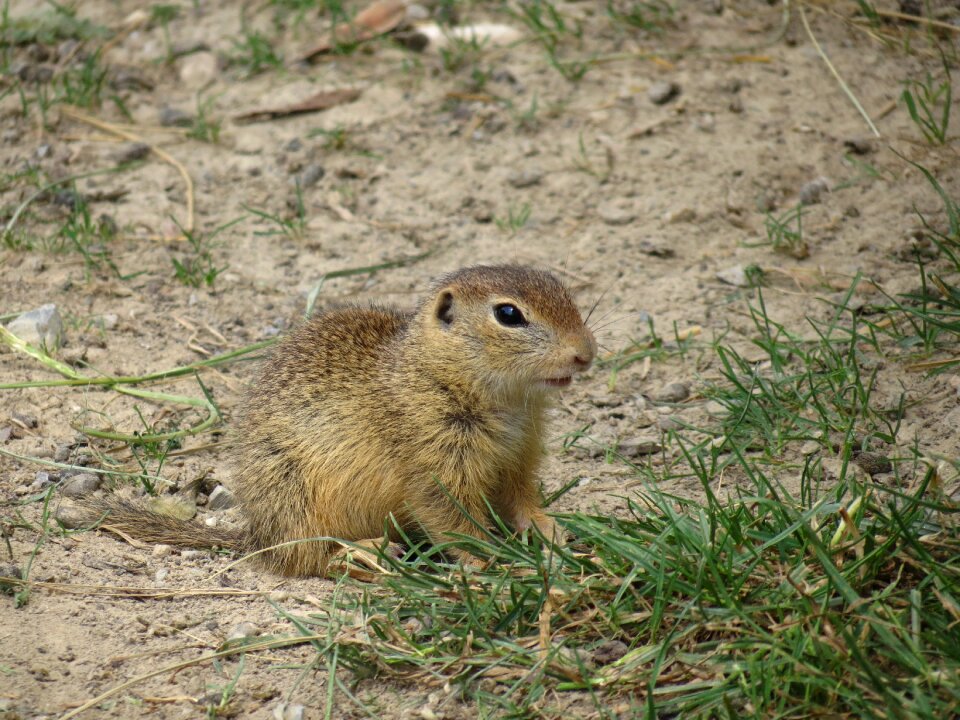 European ground squirrel meadow cute