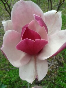 Flora magnolia beautiful photo
