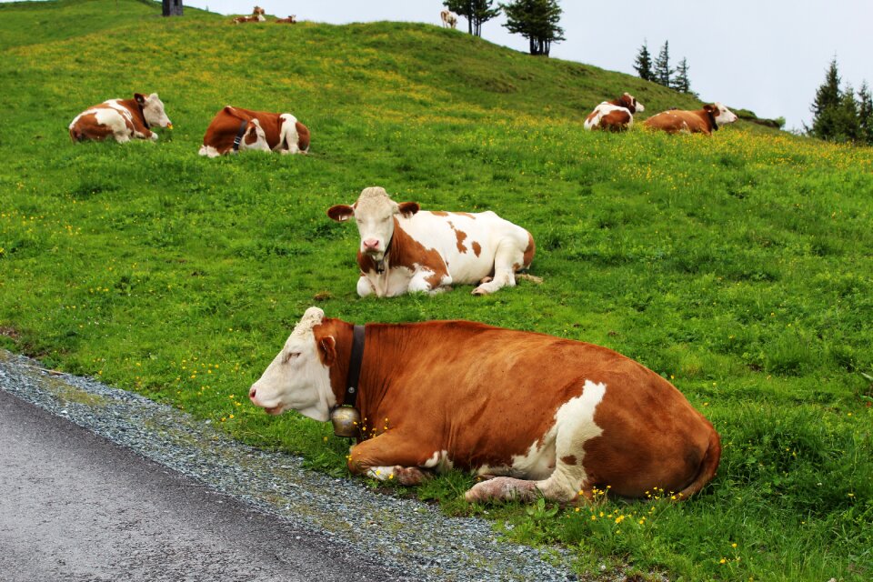 Cattle alpine scenery animal