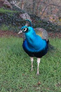 Fauna animal tail