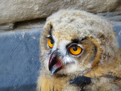Animal world animal portrait