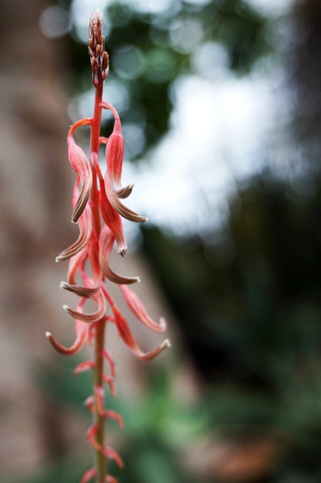 Outdoors leaf aloe vera flower