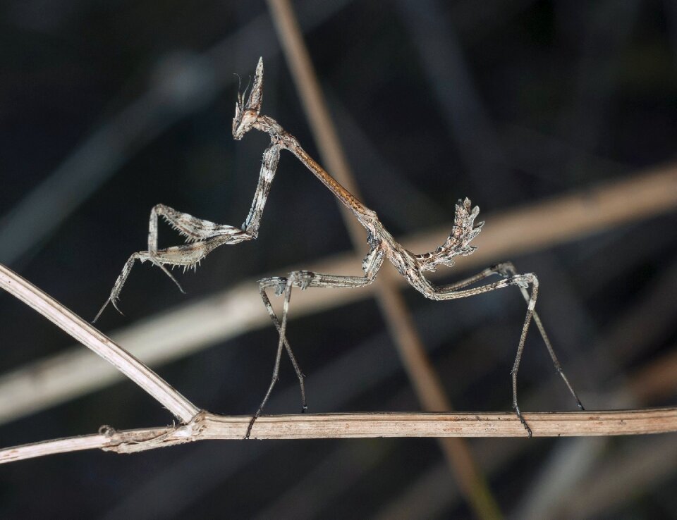 Wildlife grasshopper
