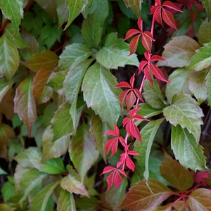 Red vine autumn photo