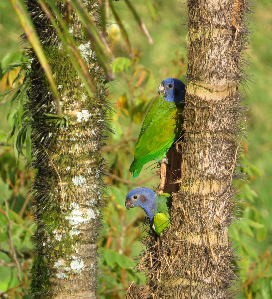 Wild life tropical armenia