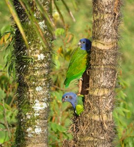 Wild life tropical armenia photo