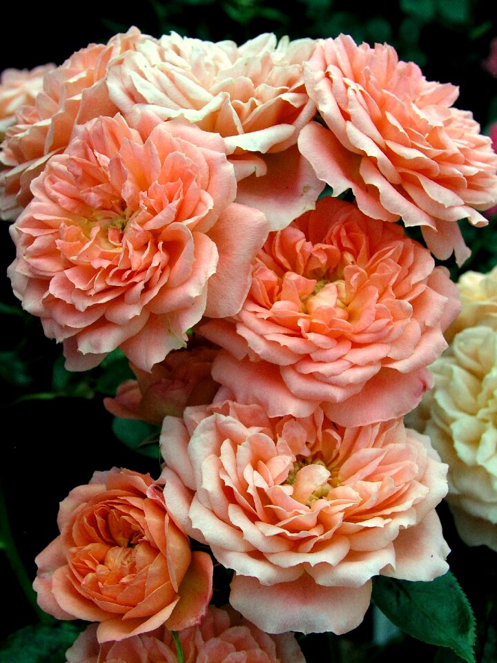 Petal floral flora