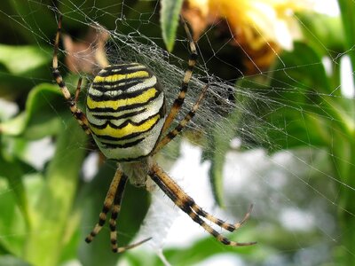 Animal world garden zebraspinne photo