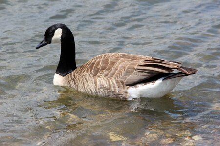 Animal world puddle duck photo