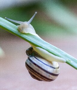 Clam slow macro photo