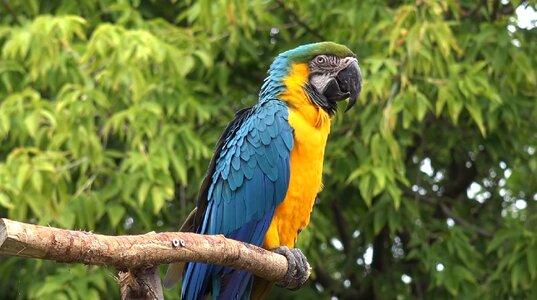 Animal bird wildlife