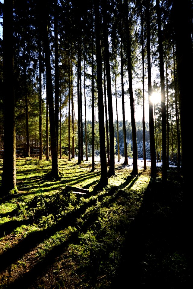 Tree landscape forest schönwetter