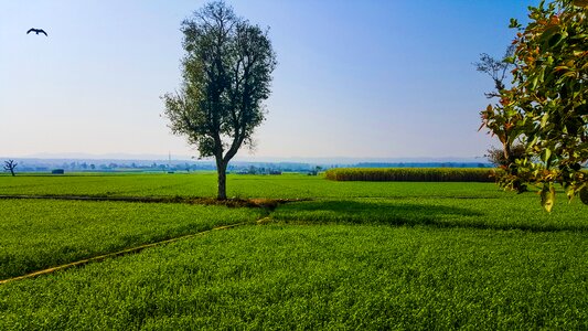 Field panoramic tree