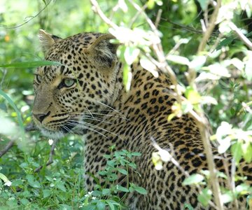 Carnivore leopard animal
