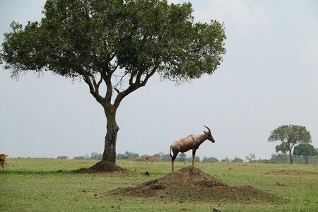 Landscape outdoors topi photo