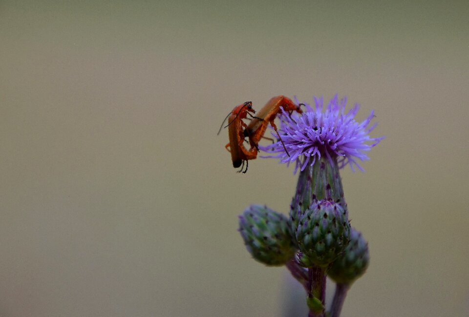 Plant insect blossom