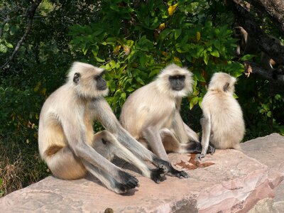 Monkey nature travel