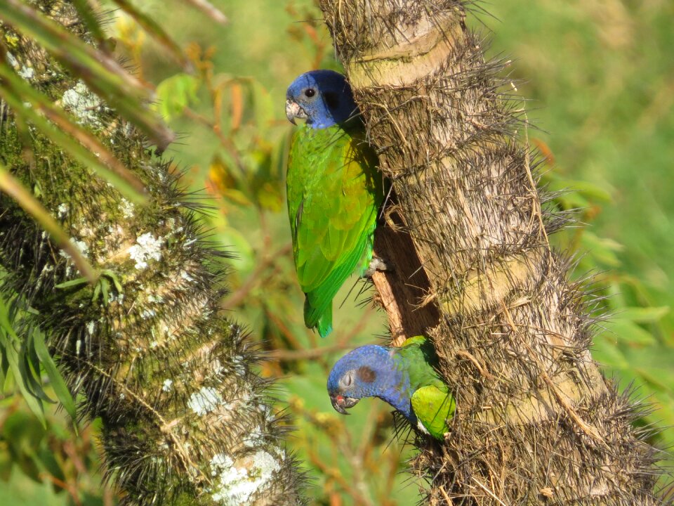 Wild life tree armenia