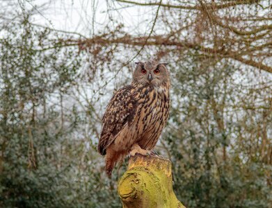 Wildlife animal raptor