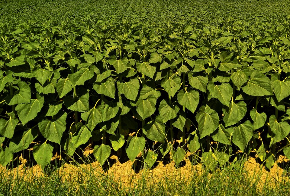 Agriculture farm food
