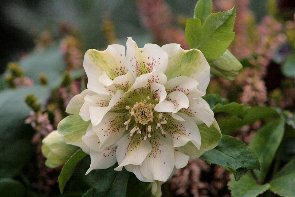Plant garden christmas rose