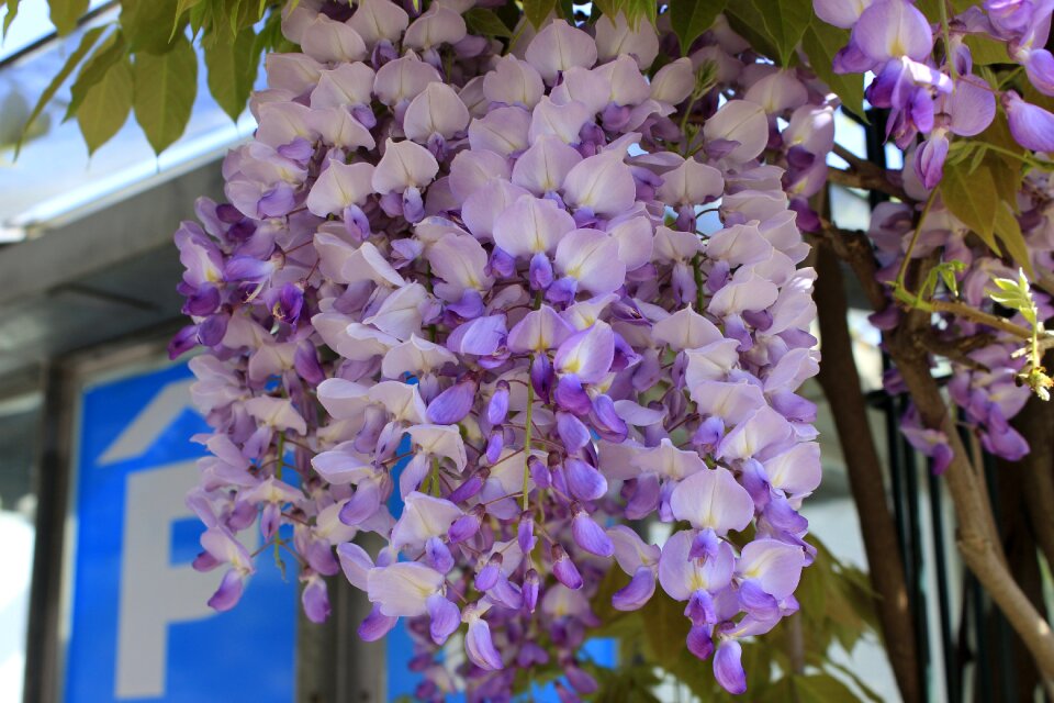 Nature blooming wisteria