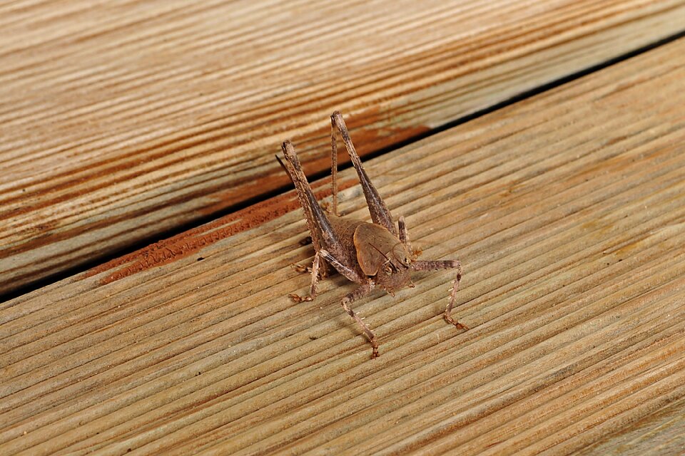 Wood woods background