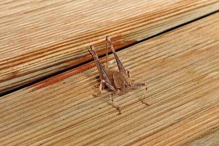 Wood woods background