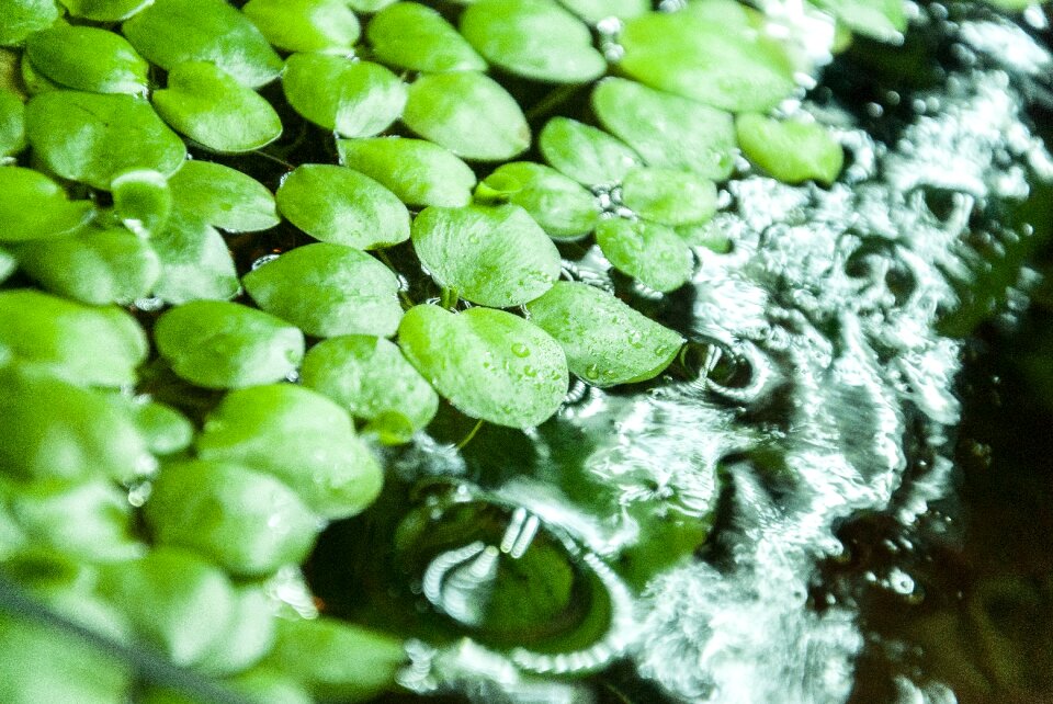 Frogbit limnobium laevigatum limnobium