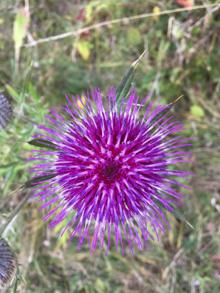 Spiked thistle carduus acanthoides