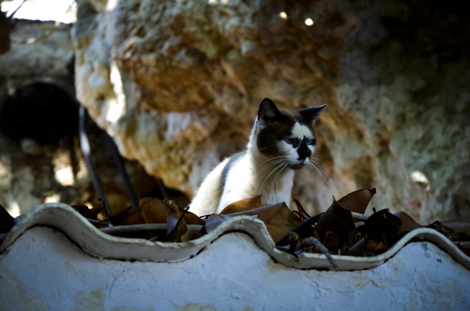 At the court of charming cat