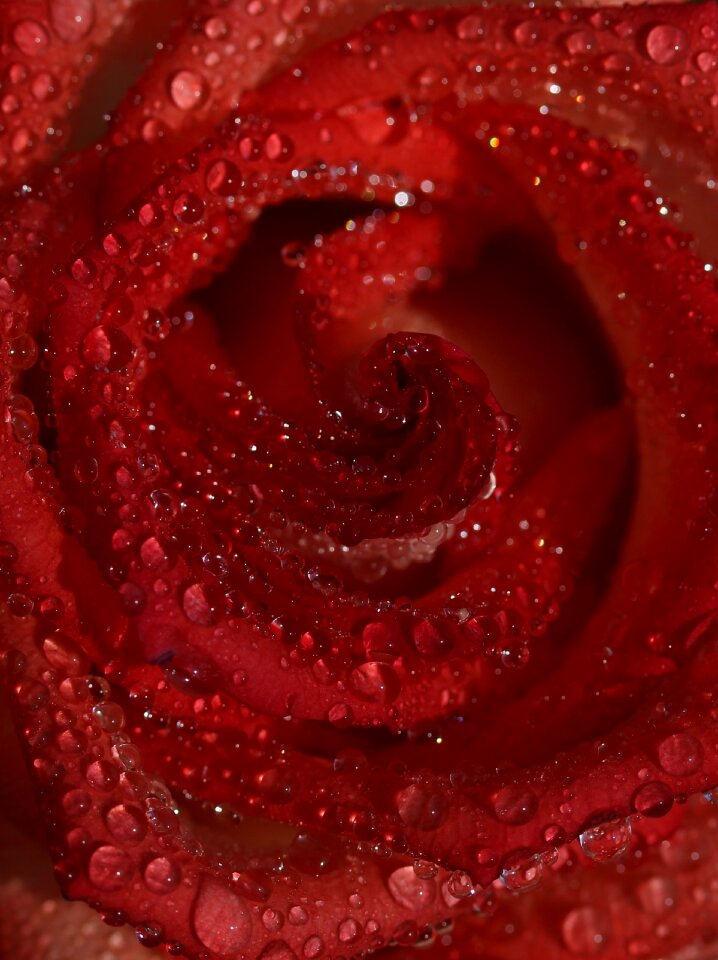 Wet drops flower