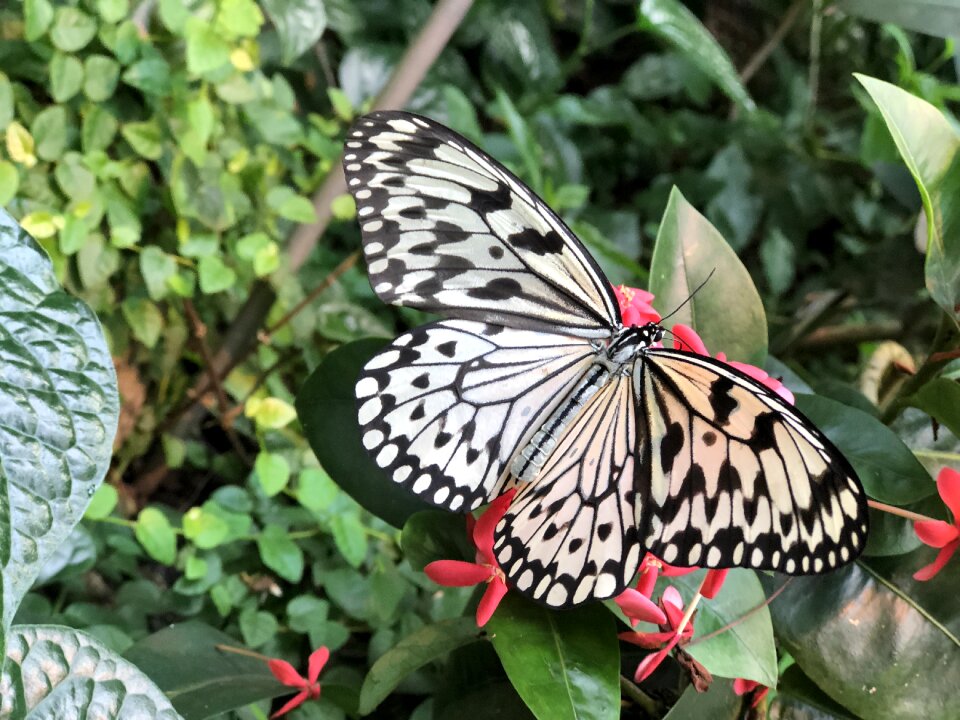 Insect wing outdoor