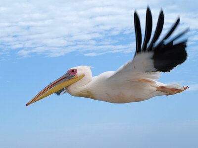 Flight pelikan feather photo