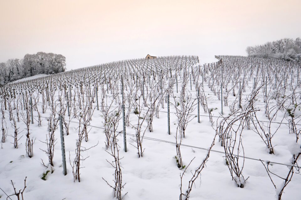 Vine winter vineyard