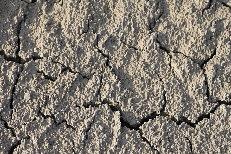 Dry drought shriveled from