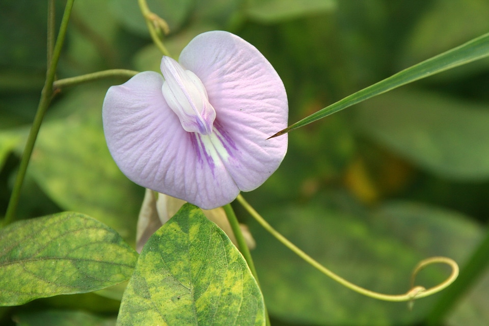 Shame flower clitoria blossom