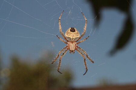 Spider web trap phobia photo