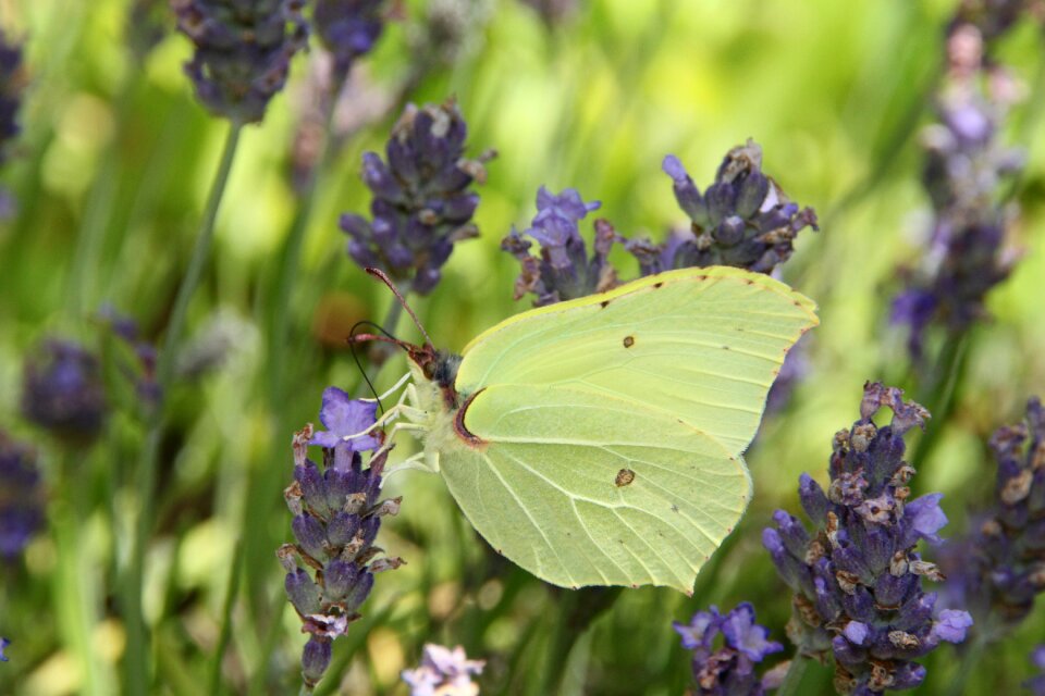 Plant summer butterflies
