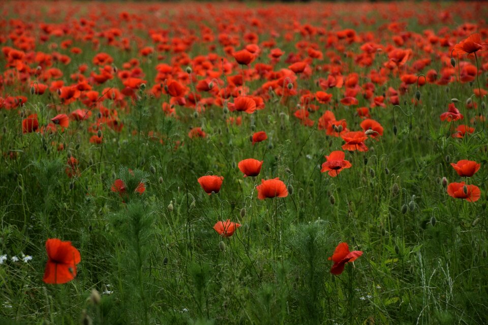 Meadow grass nature